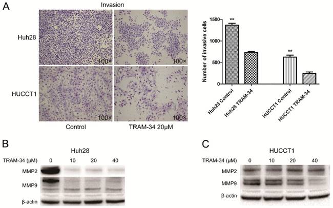 J Cancer Image