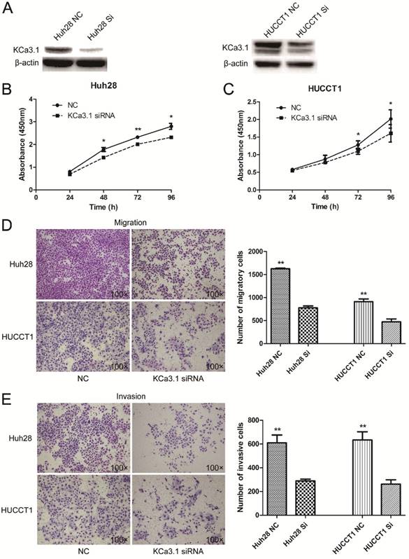 J Cancer Image