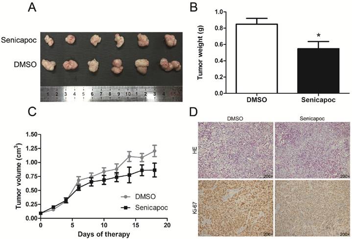 J Cancer Image