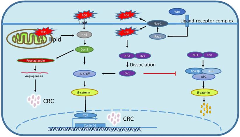 J Cancer Image