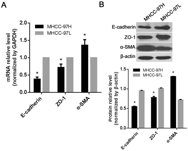 J Cancer Image