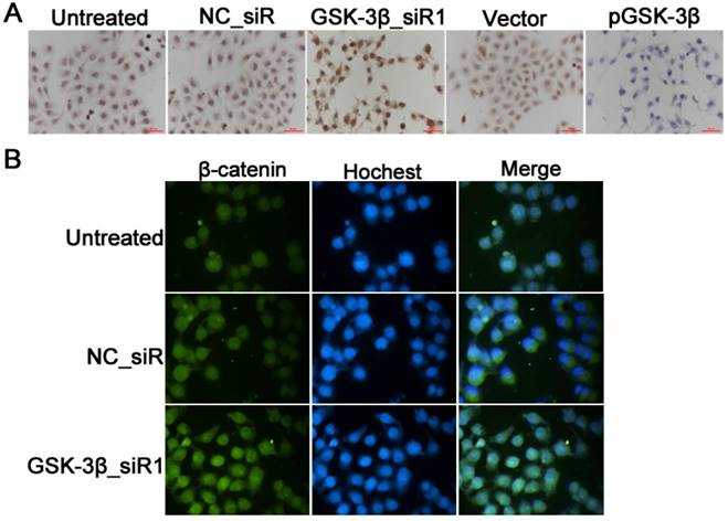 J Cancer Image