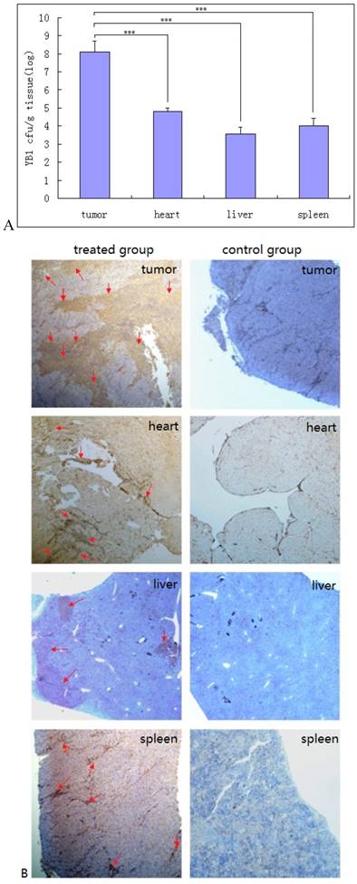 J Cancer Image