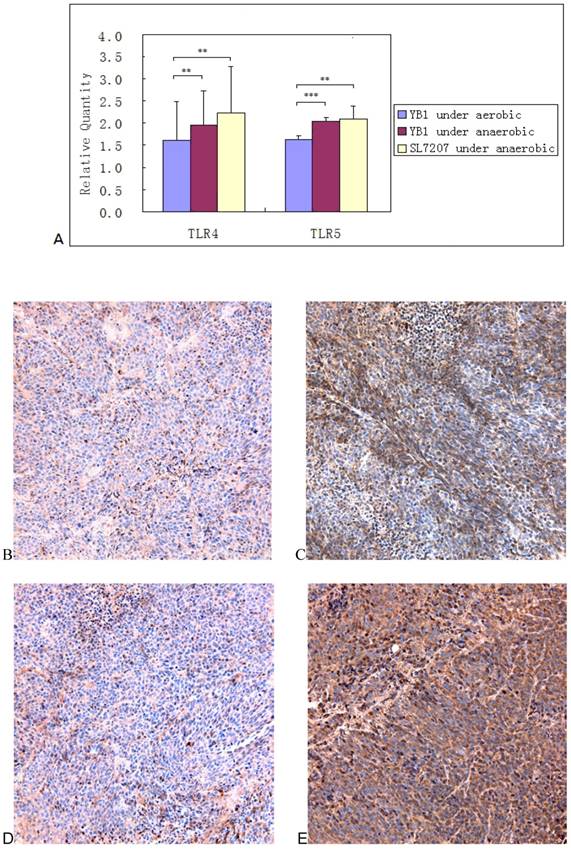 J Cancer Image