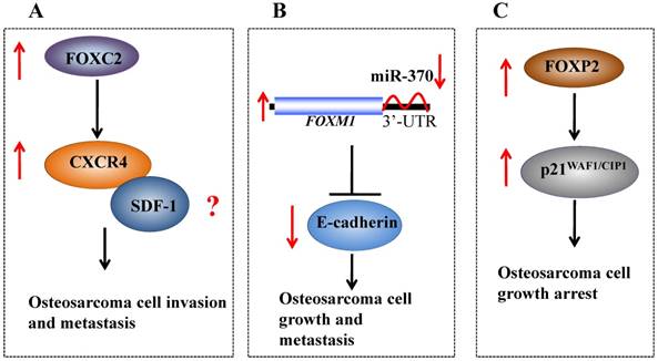 J Cancer Image