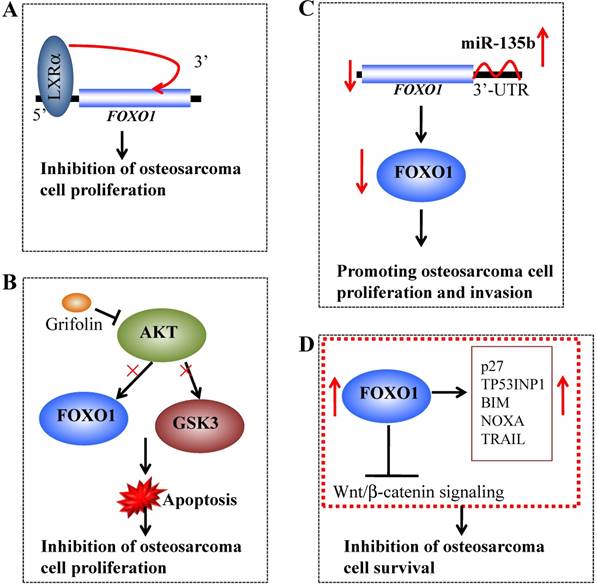 J Cancer Image