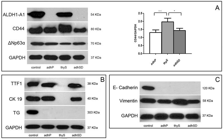 J Cancer Image