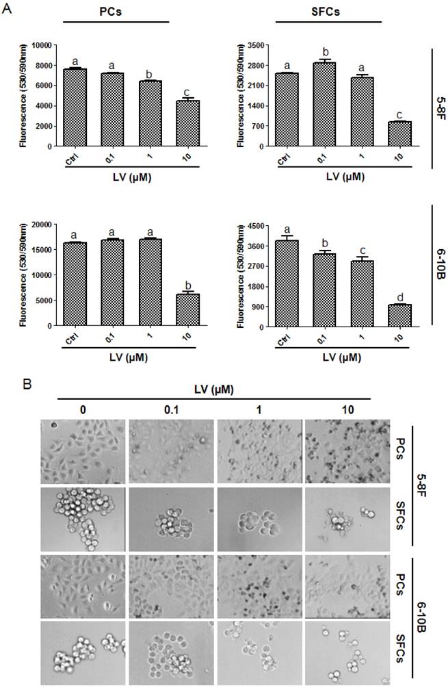 J Cancer Image