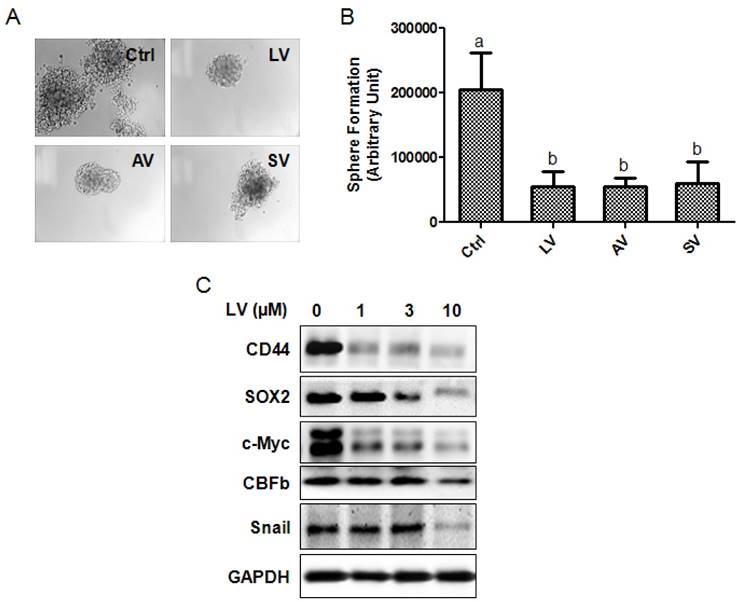 J Cancer Image