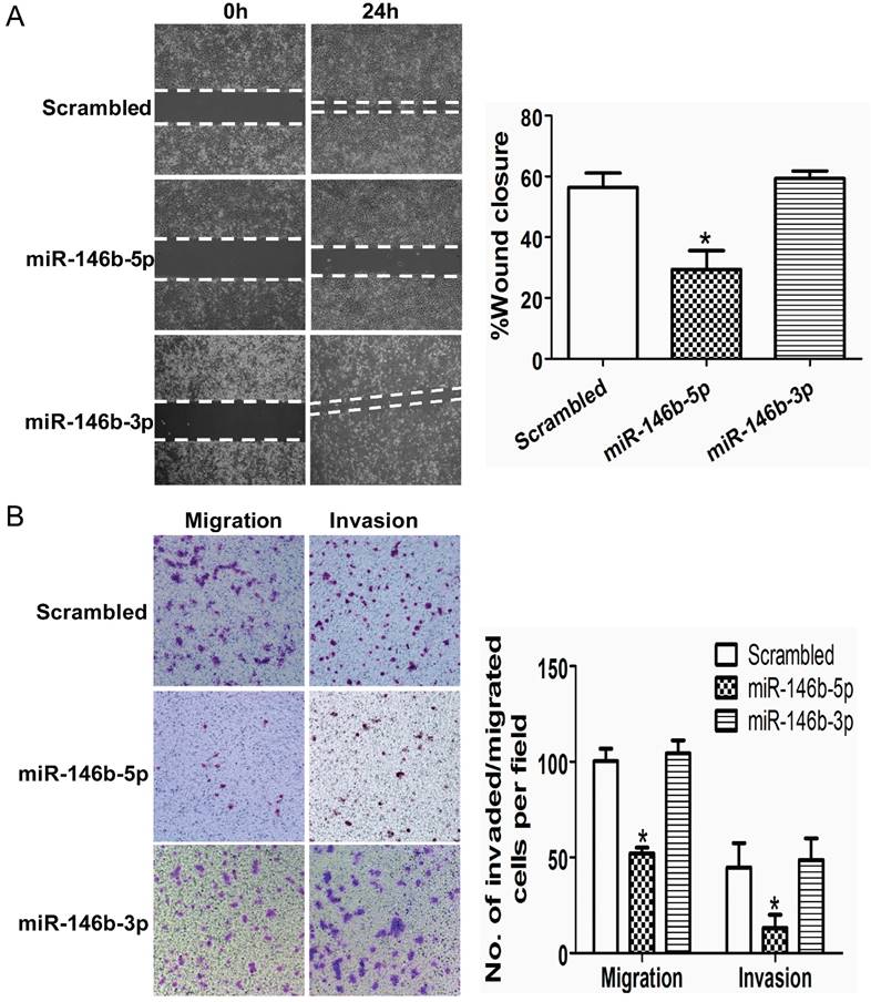 J Cancer Image