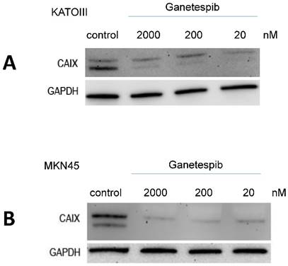 J Cancer Image