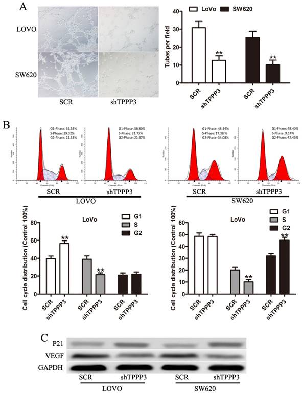 J Cancer Image