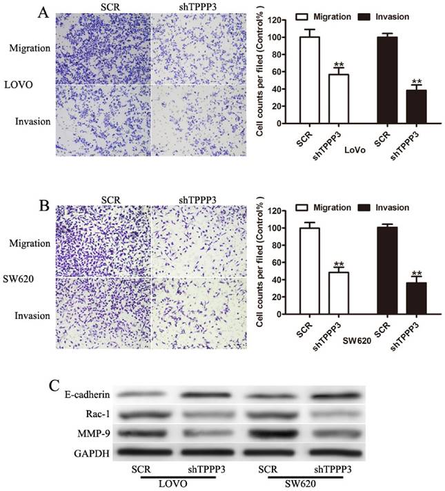 J Cancer Image