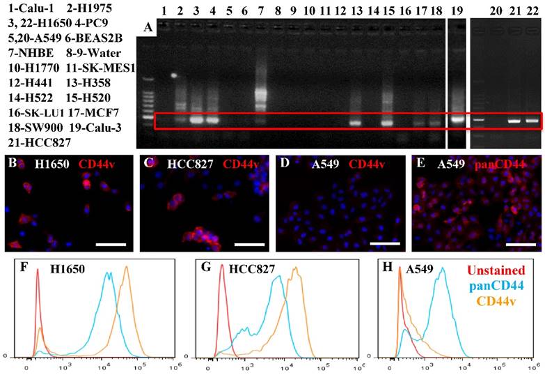 J Cancer Image