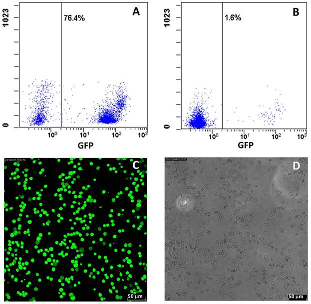 J Cancer Image