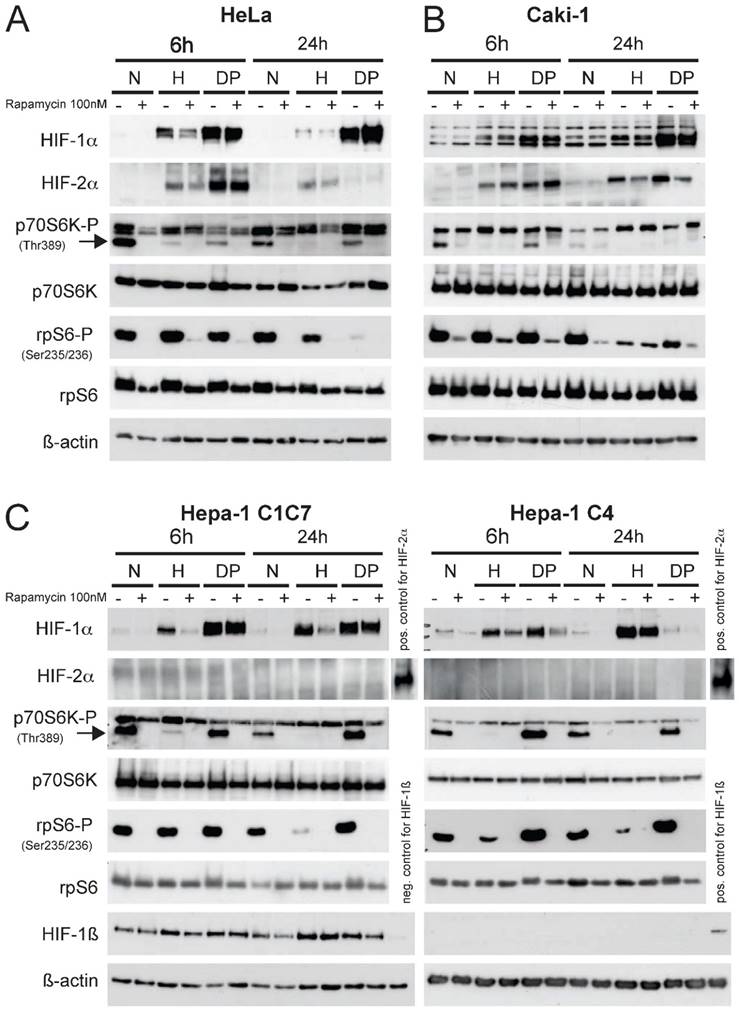 J Cancer Image