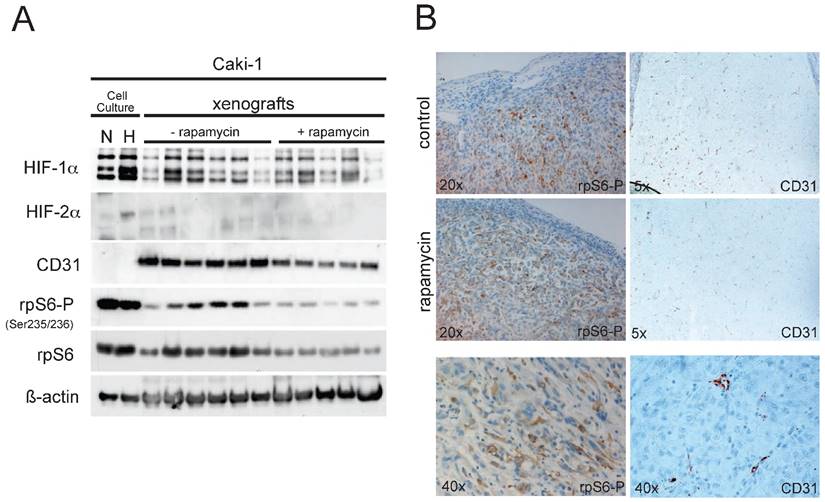 J Cancer Image