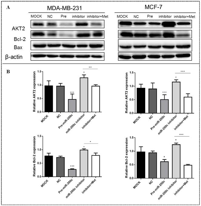 J Cancer Image