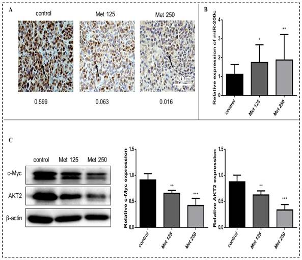 J Cancer Image