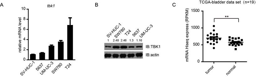 J Cancer Image