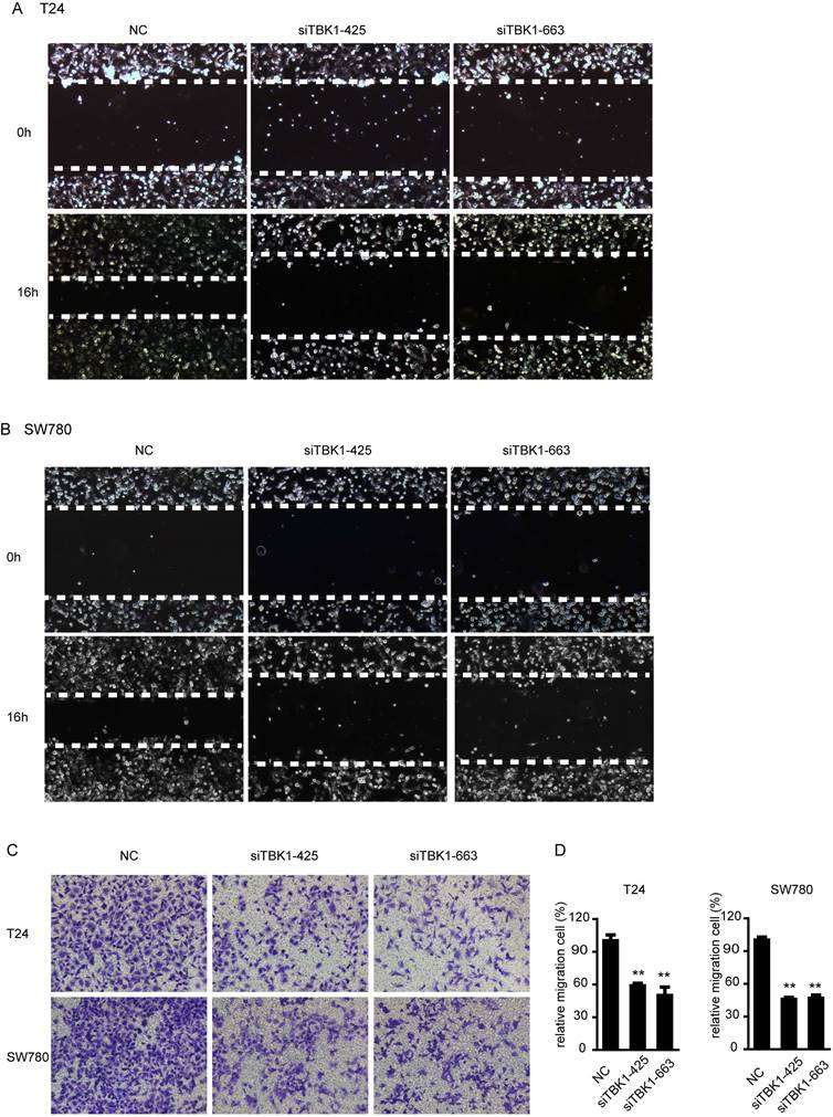 J Cancer Image