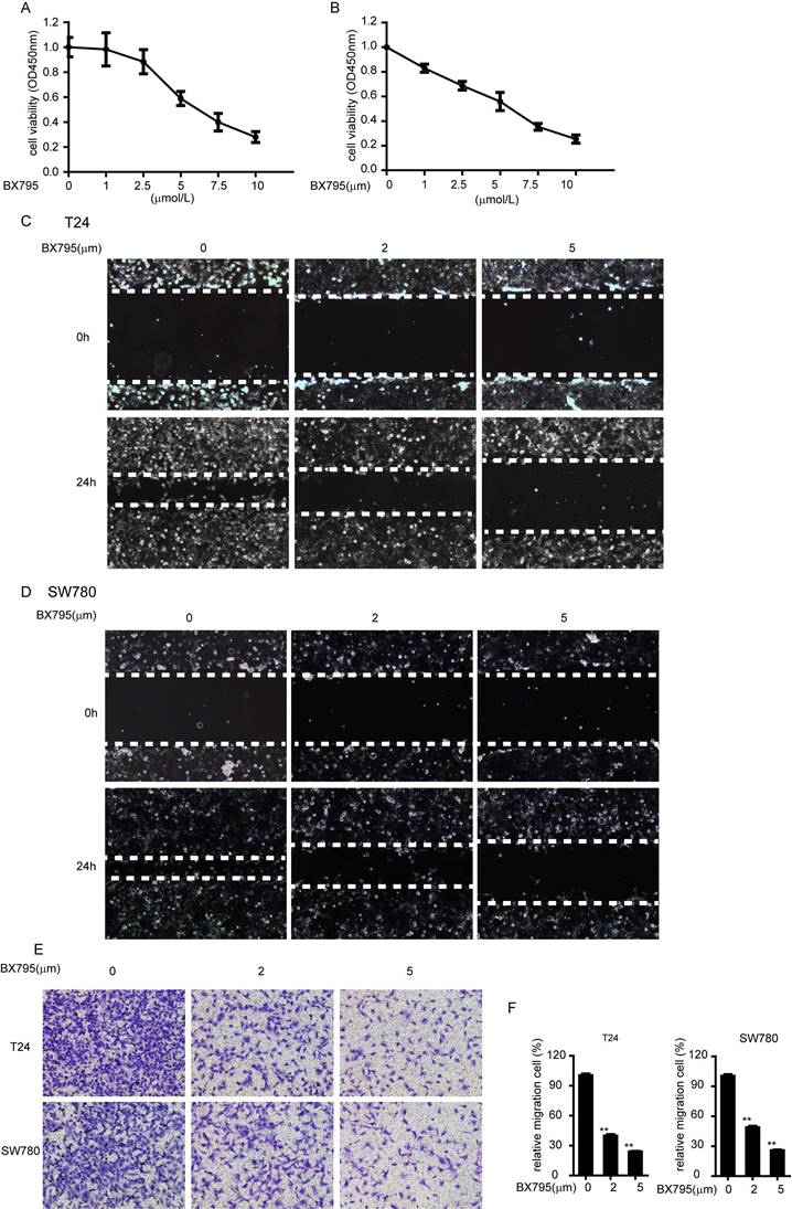 J Cancer Image