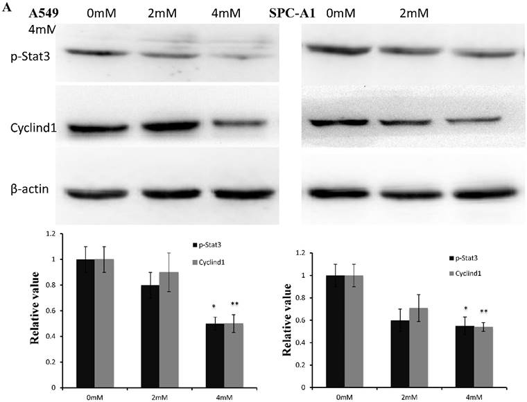 J Cancer Image