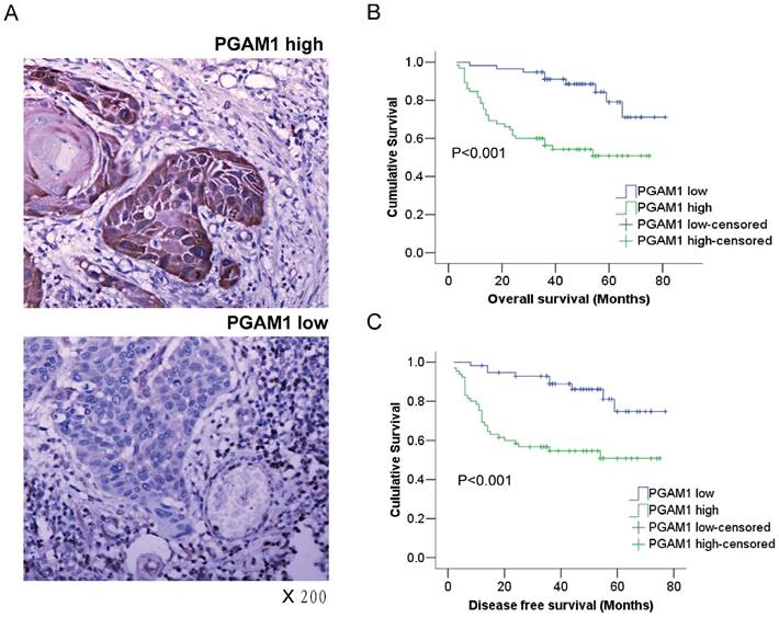 J Cancer Image