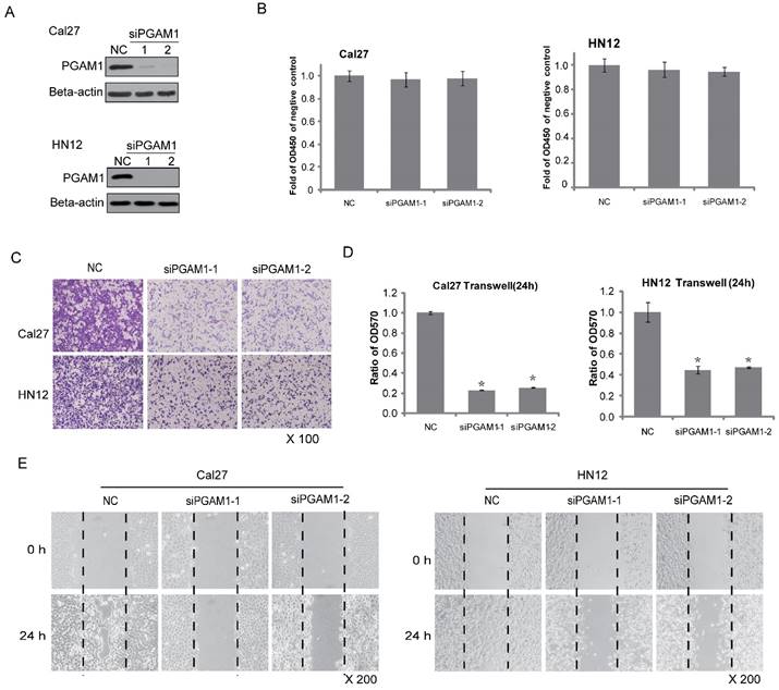 J Cancer Image