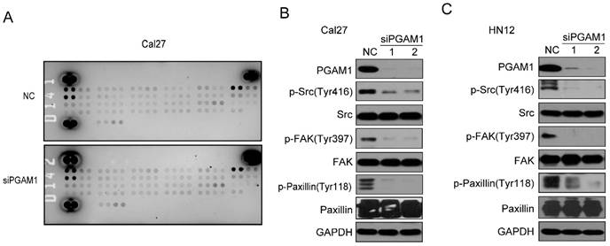 J Cancer Image