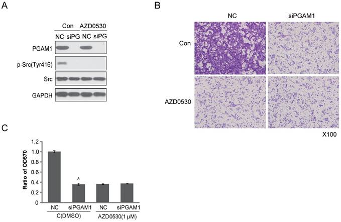 J Cancer Image