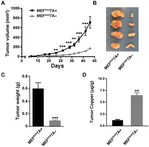 J Cancer Image