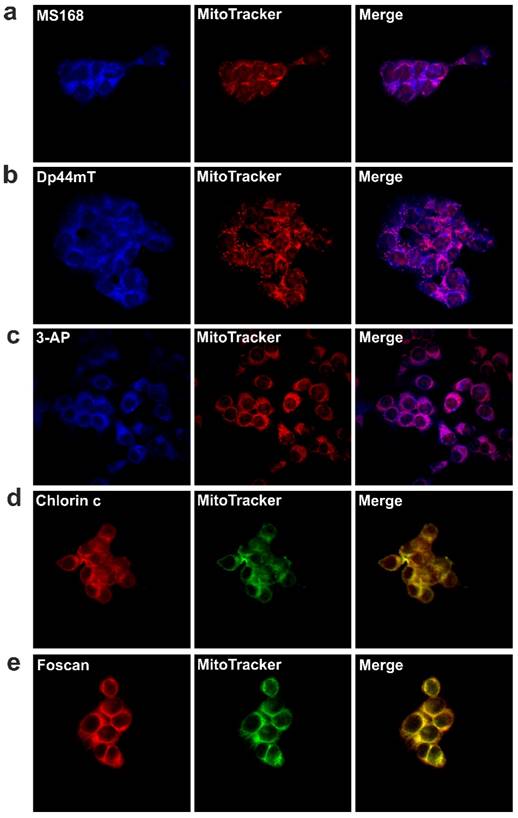 J Cancer Image