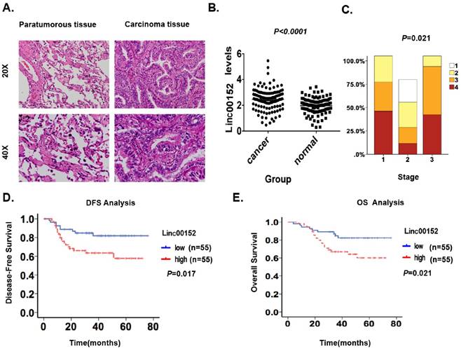 J Cancer Image