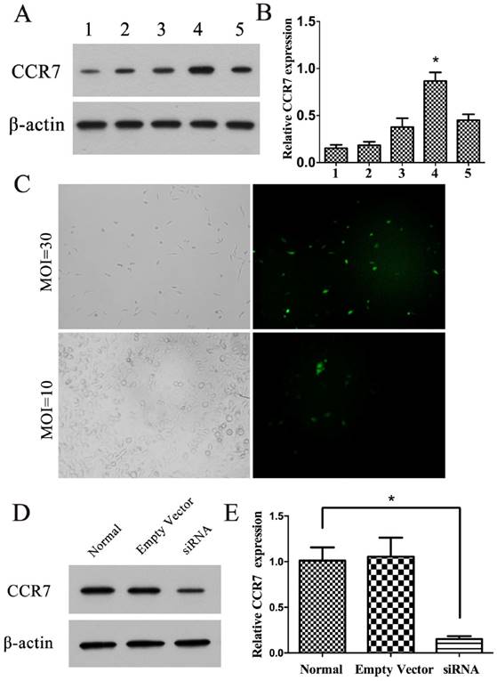 J Cancer Image