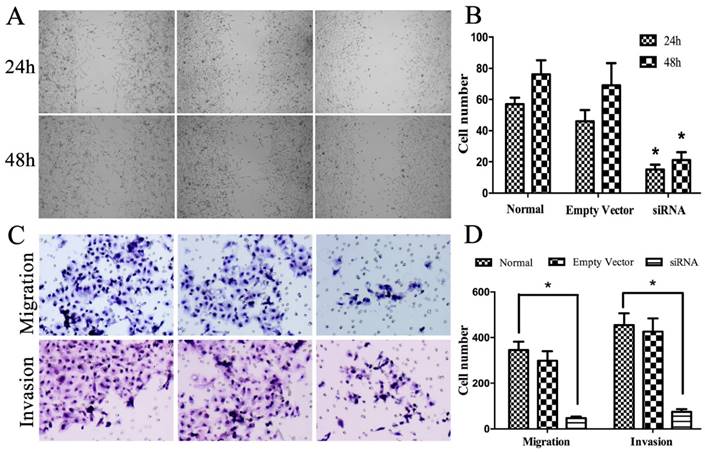 J Cancer Image