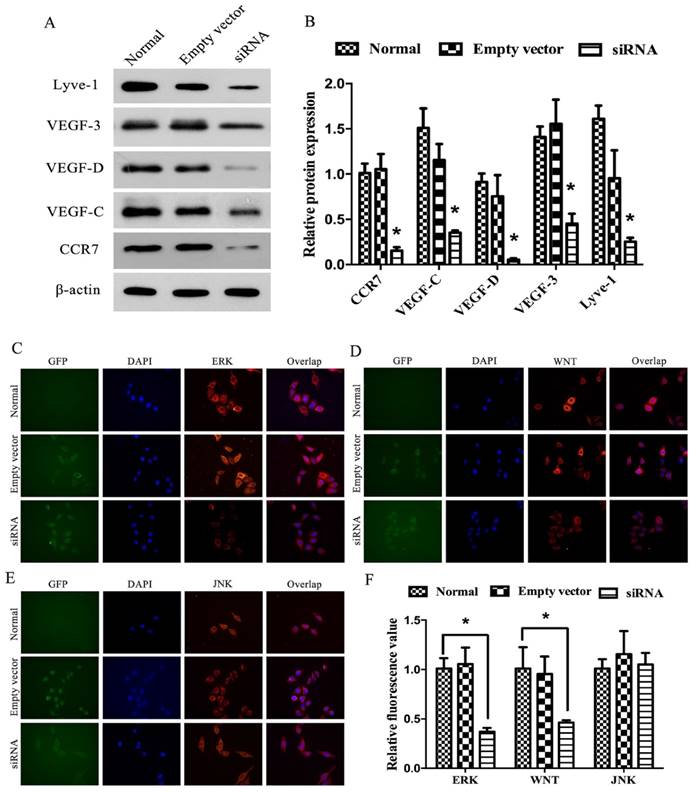 J Cancer Image