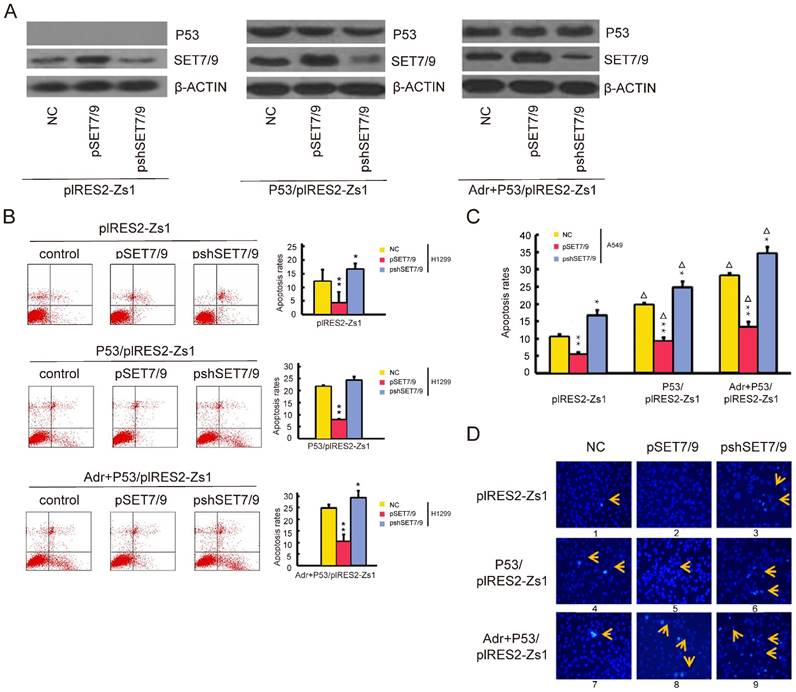 J Cancer Image