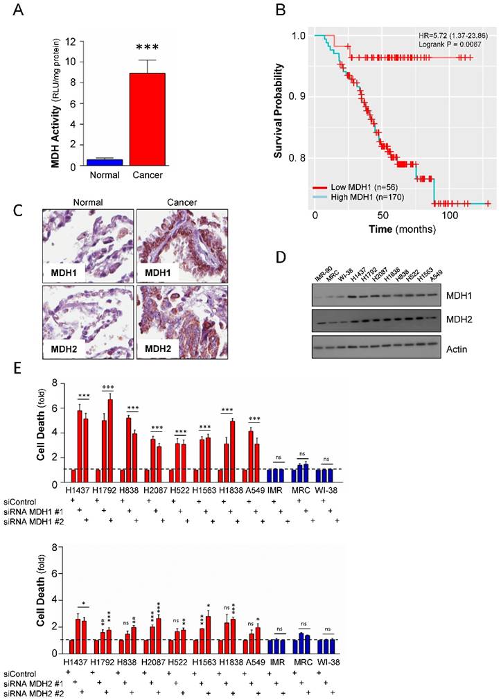 J Cancer Image