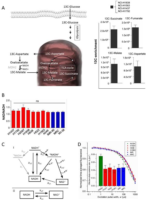 J Cancer Image