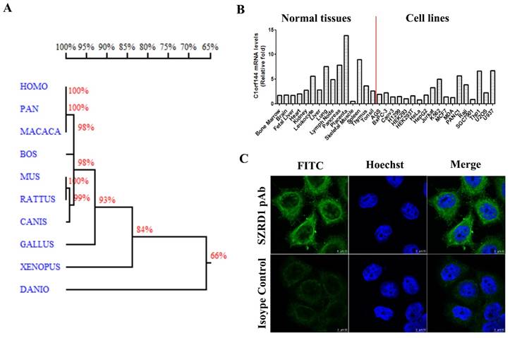 J Cancer Image