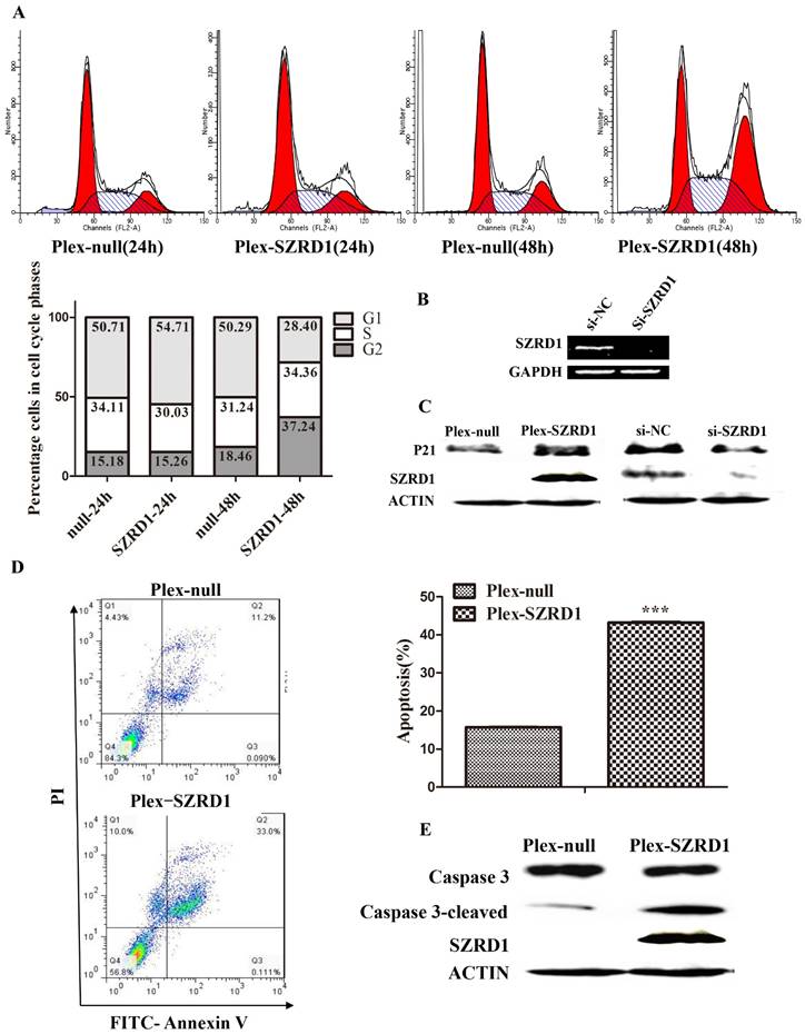 J Cancer Image