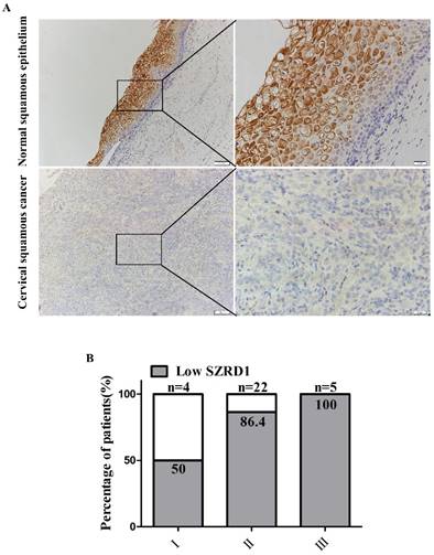 J Cancer Image