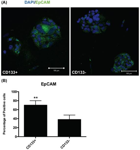 J Cancer Image