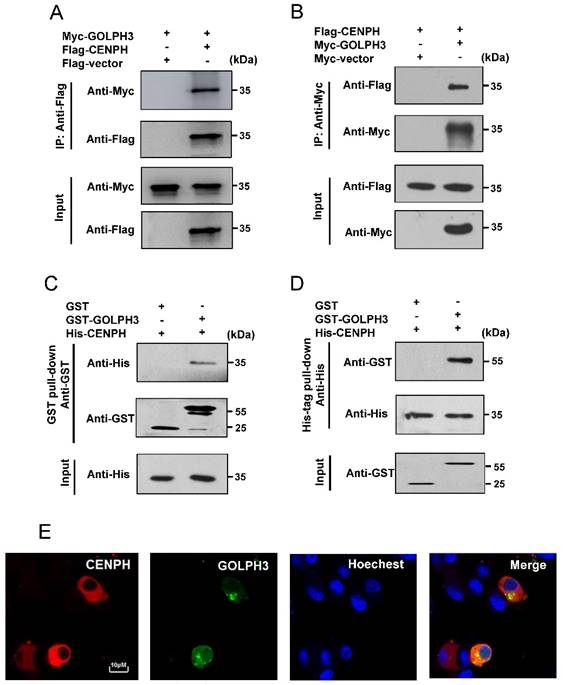 J Cancer Image