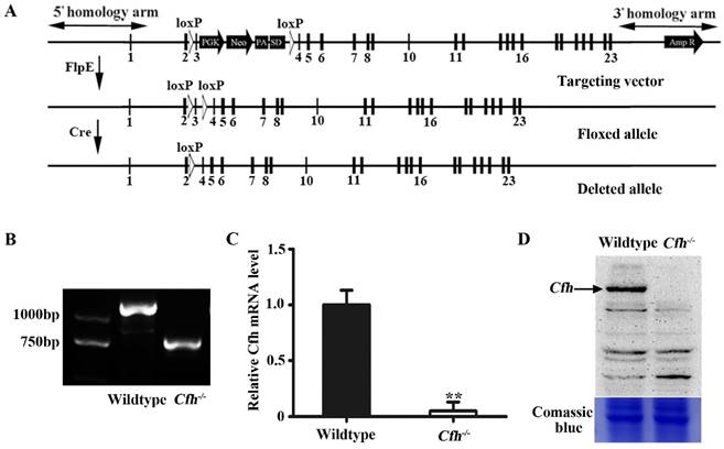 J Cancer Image