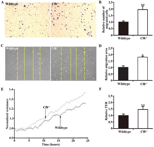 J Cancer Image