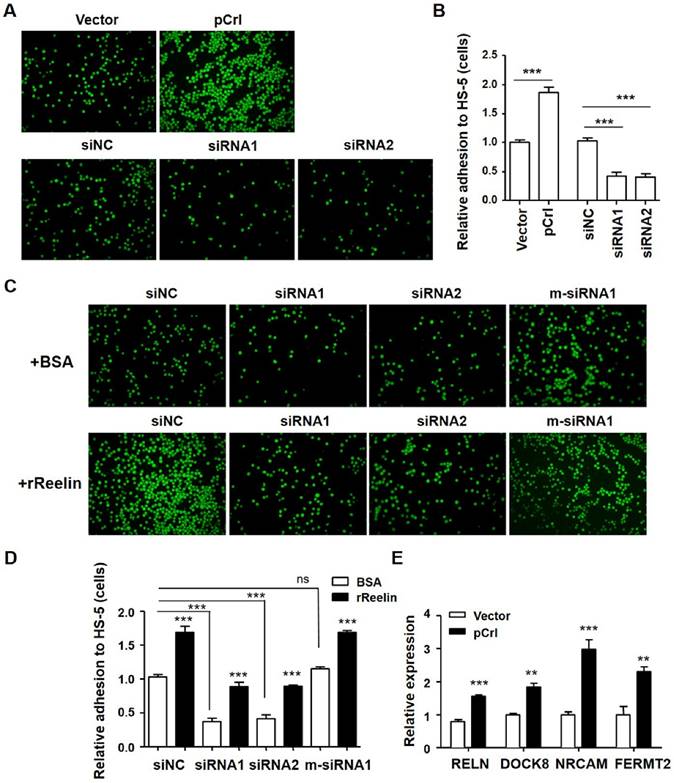 J Cancer Image