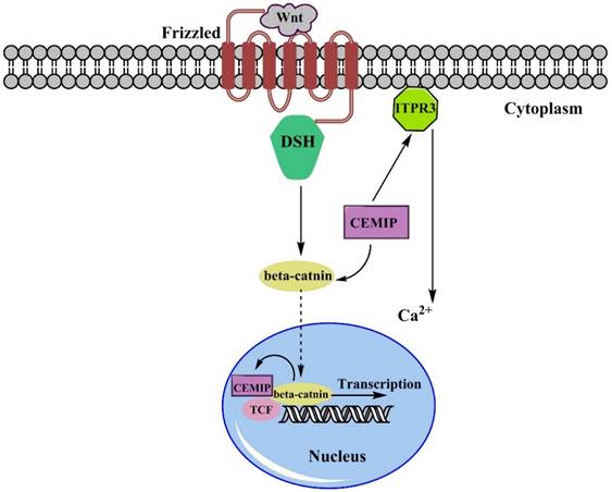 J Cancer Image