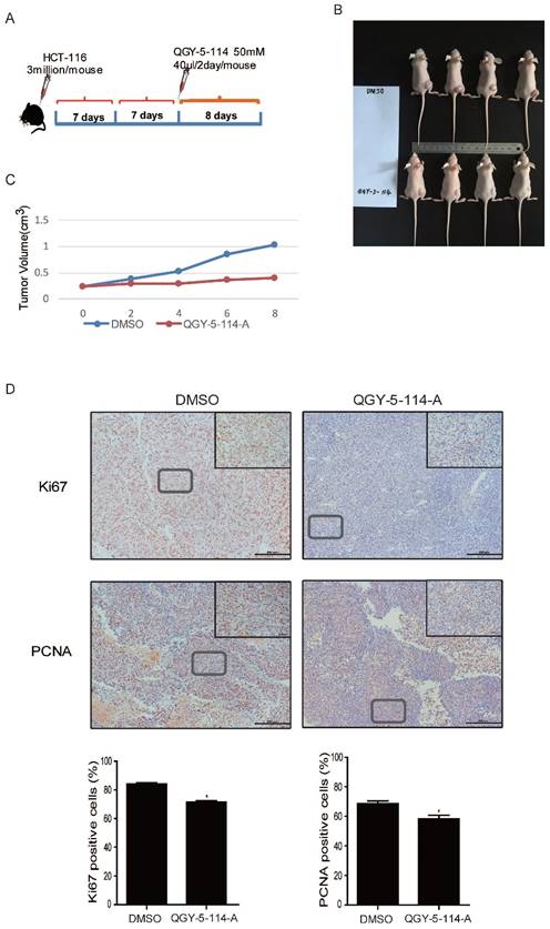 J Cancer Image